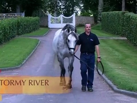 Stormy River, étalon au Haras d'Etreham