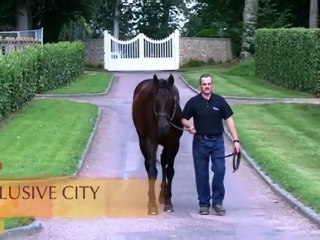 Elusive City, étalon au Haras d'Etreham