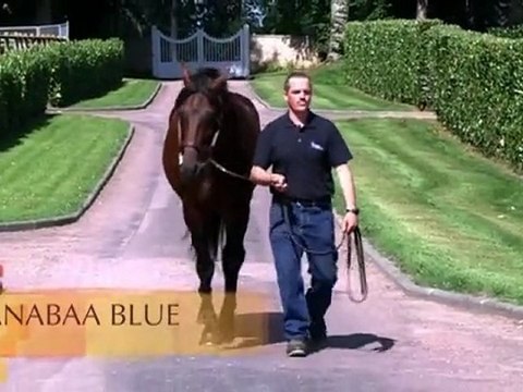 Anabaa Blue, étalon au Haras d'Etreham