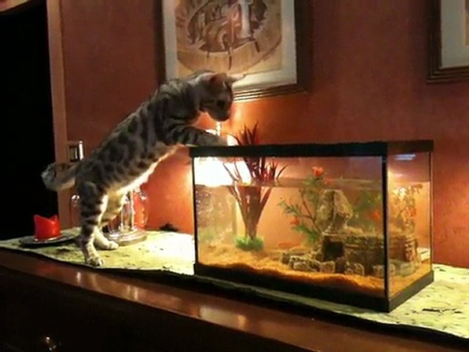 Leya et les poissons
