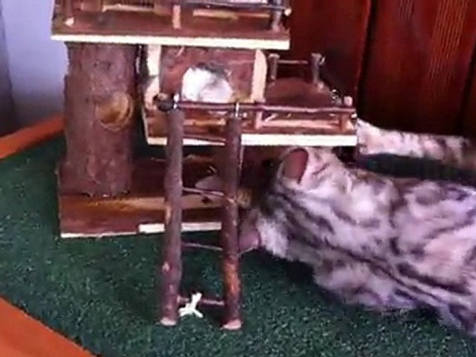 Leya et la maison du hamster