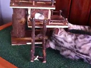 Leya et la maison du hamster