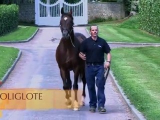 Poliglote, étalon au Haras d'Etreham