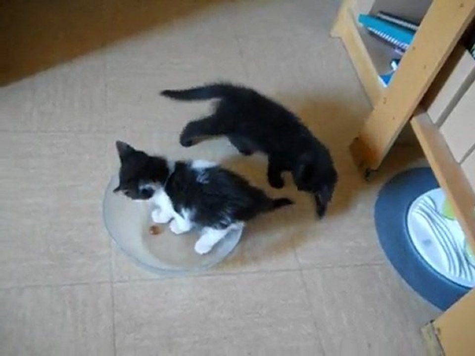 Salade de chatons