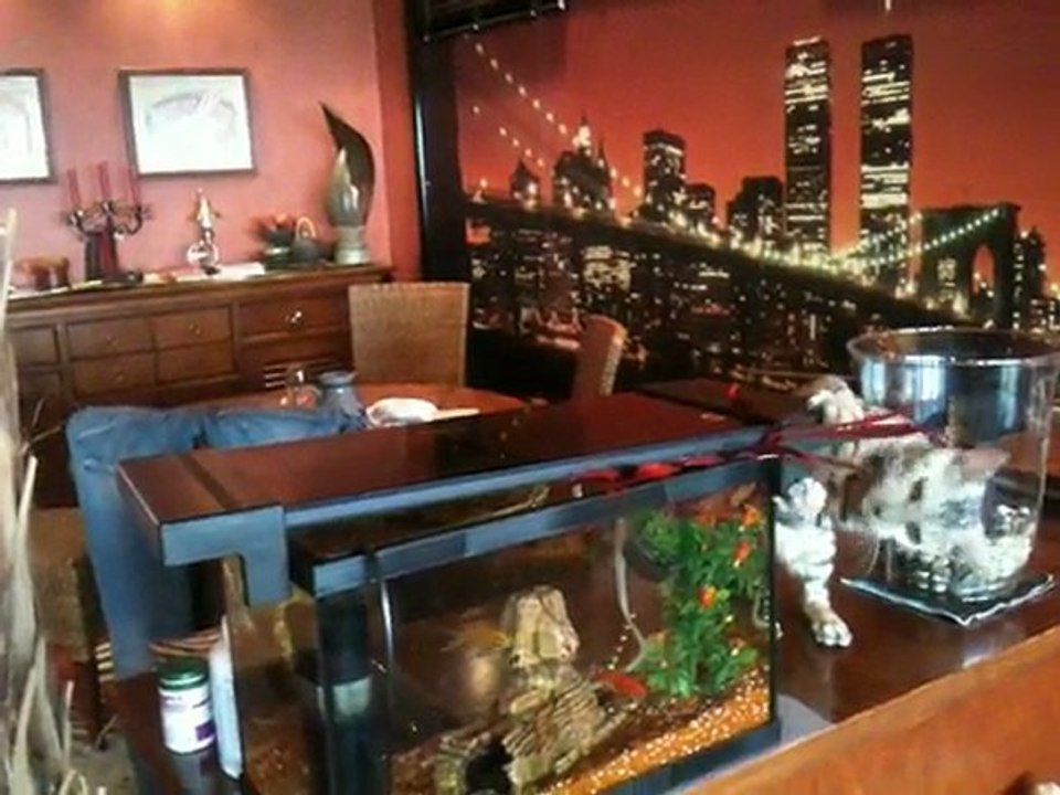 Leya et l'aquarium