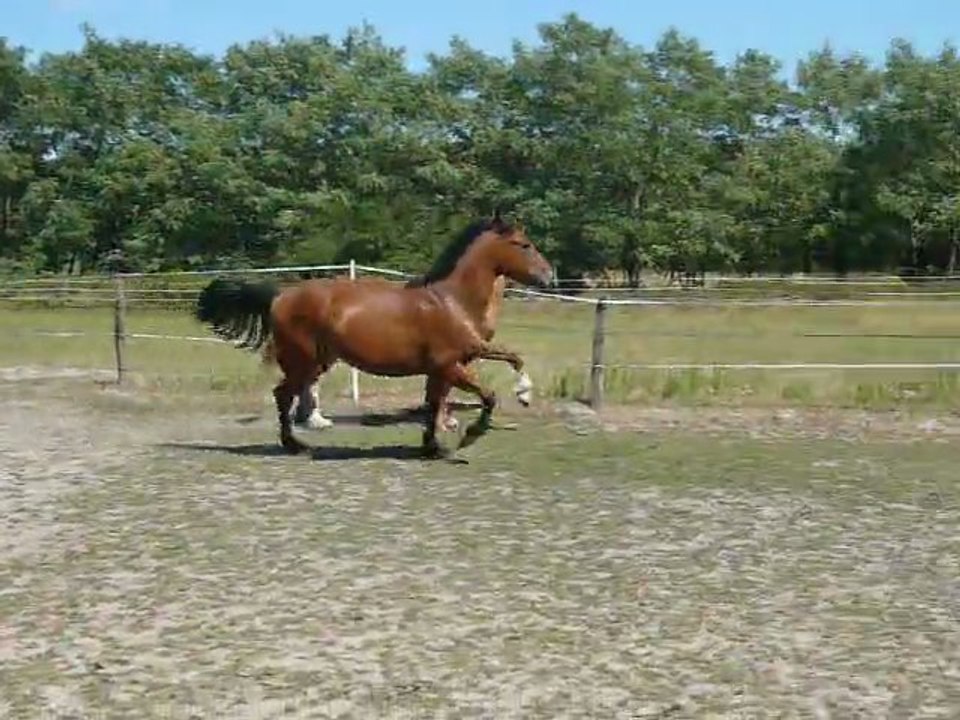 Vodka et Vacaras de May Juillet 2011 7