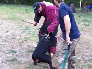 ENTRAINEMENT ARES 14 MOIS (1)