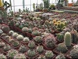 Le cactus Dromois