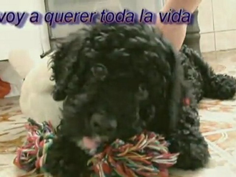 Cachorro de perro de agua jugando HD Spanish water dog puppy playing