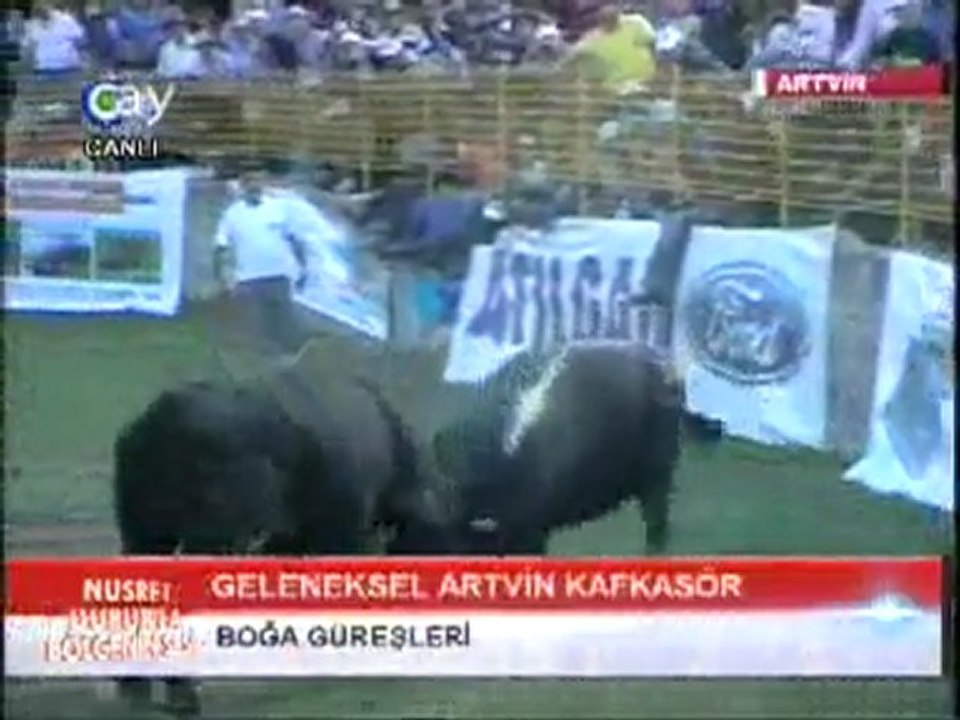 Artvin  Kafkasör Festivali Boğa Güreşleri  2011-Baş Kategorisi Güreşleri-2
