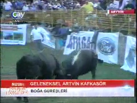 Artvin Kafkasör Festivali Boğa Güreşleri 2011-Baş Kategorisi Güreşleri-2