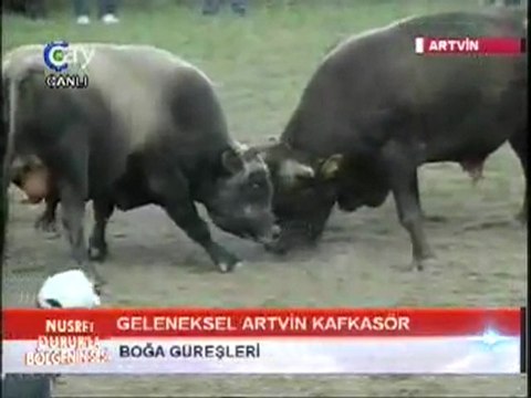 Artvin Kafkasör Festivali Boğa Güreşleri 2011-Baş Kategorisi Güreşleri-3