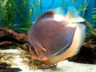 video-2011-07-03-23-18-53