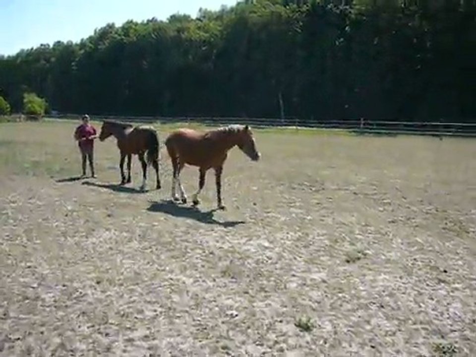 Vodka et Vacaras de May Juillet 2011 2