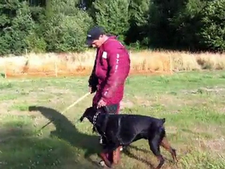 ENTRAINEMENT ARES 14 MOIS (6)