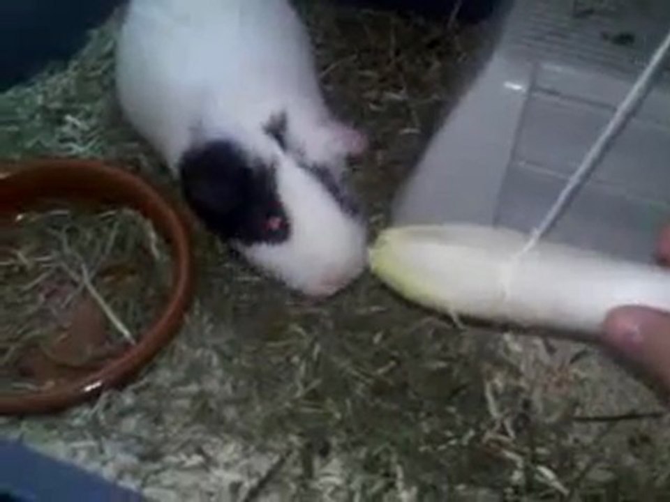 Dodo et son endive suspendu :P