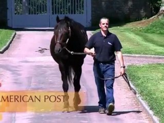 American Post, étalon au Haras d'Etreham