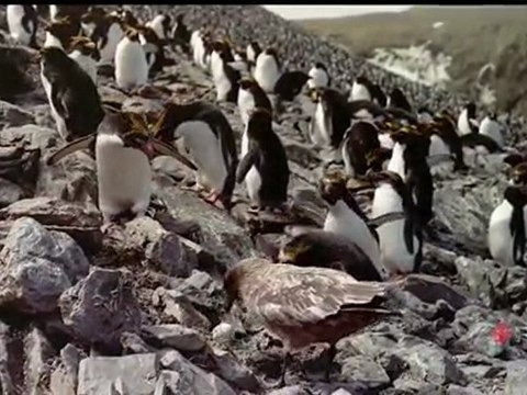 Survival Island - Les Grands Reportages Imax