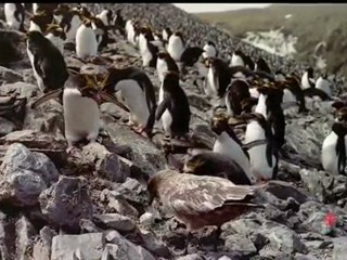 Survival Island  - Les Grands Reportages Imax