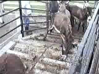 TRANSPORT OF ANIMALS - (3)  / eremi