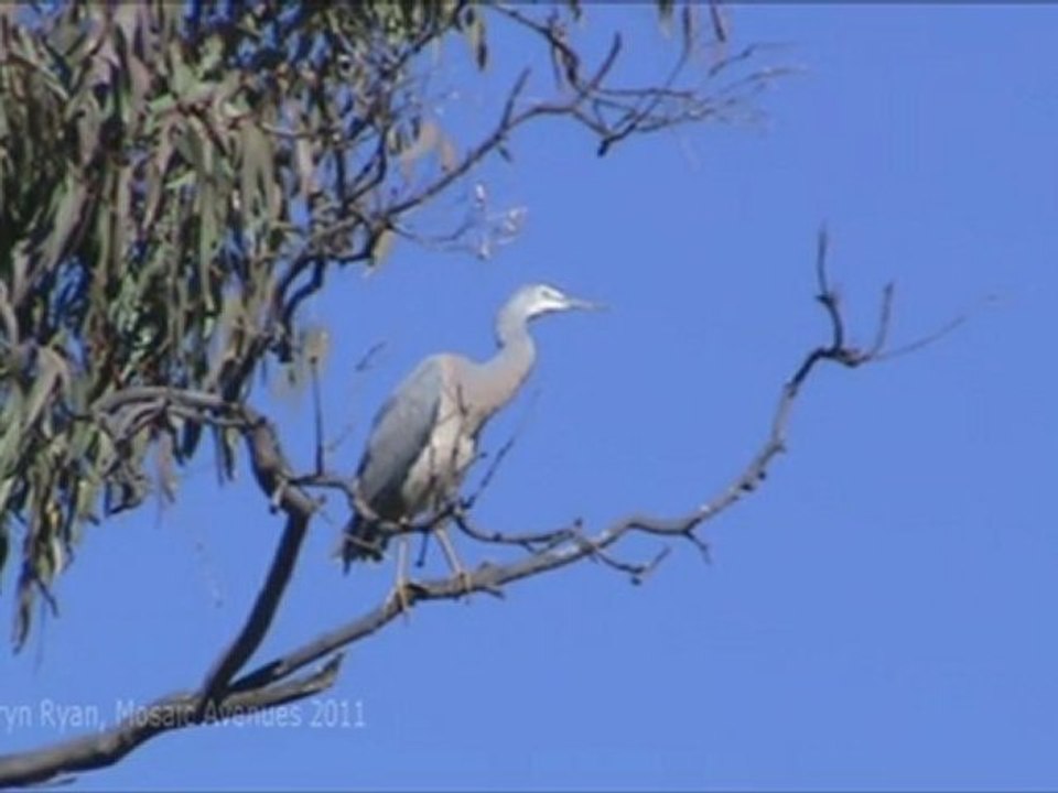 White-faced Heron
