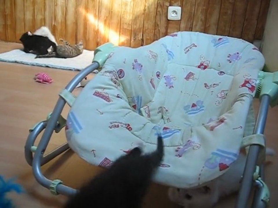 chatons 5 juillet 011