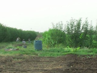 Sudan struggles to develop farming