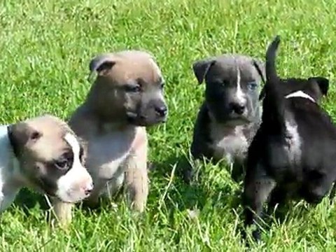 Portée 2011 Chiots 5 Semaines (suite)