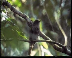 Υπερκινητικός Δάσκαλος~Η ζωή των πουλιών (6ο)