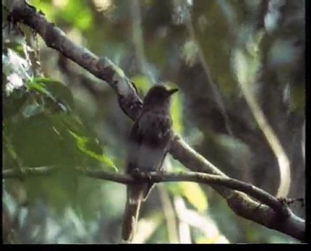 Υπερκινητικός Δάσκαλος~Η ζωή των πουλιών (6ο)