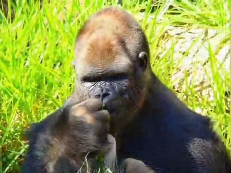 Şükrü Kekevi - ARSIZ SEVDALAR