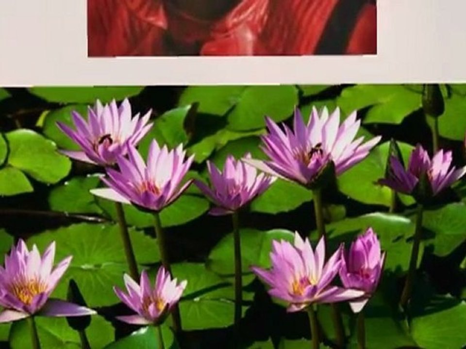 image Mj