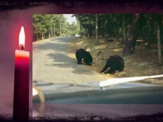 Safari park de Paugre