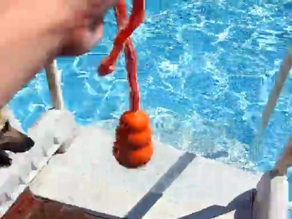 Vega dans la piscine
