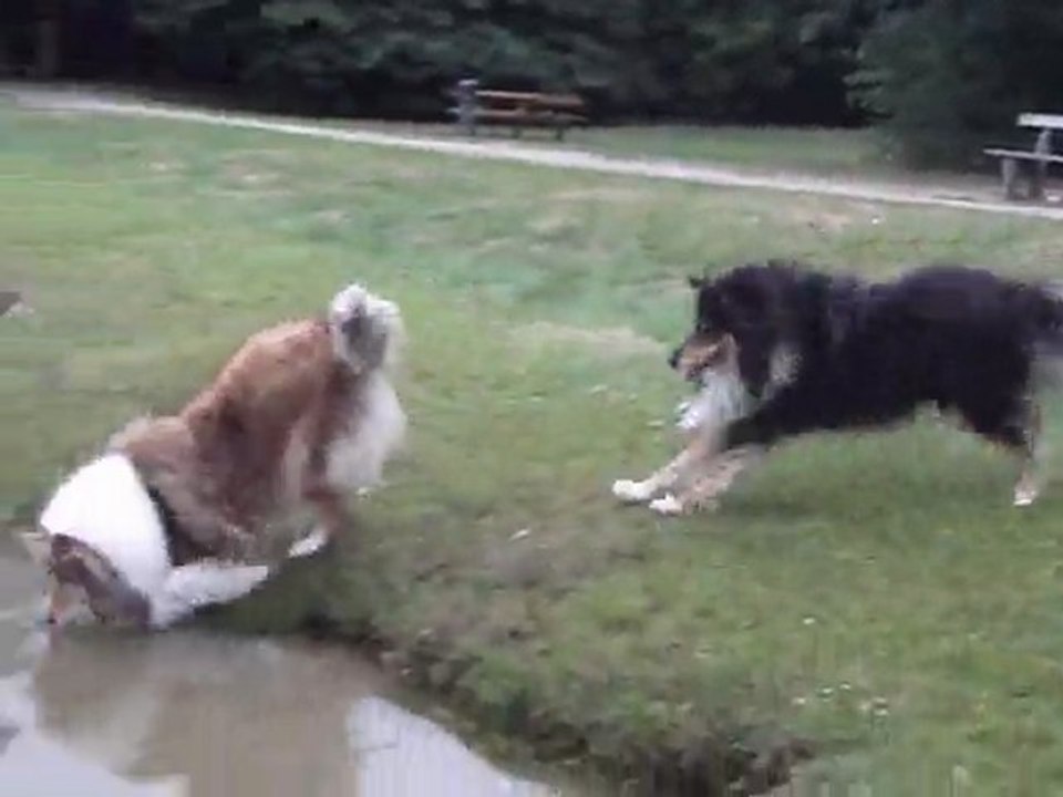 lac de caniel avec les chiens3