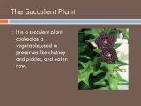 The Appetite Suppressant Caralluma
