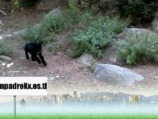 Cachorro perro agua HD Puppy water dog 1