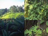 Sugarcane Cools Climate After Deforestation