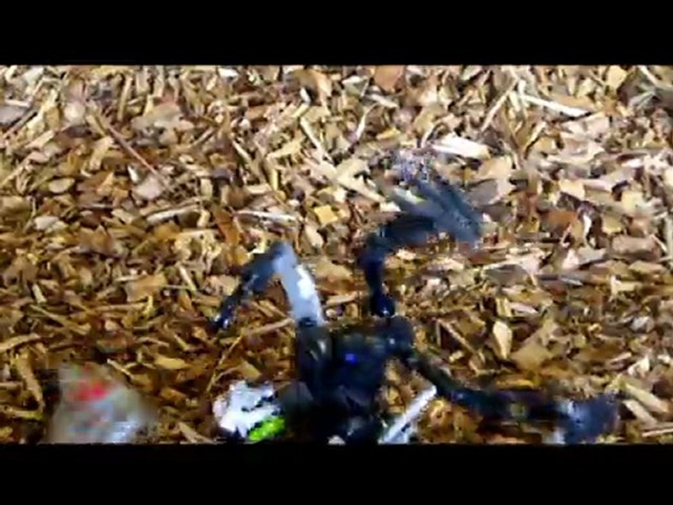 BIONICLE:Chaloowrs vs Krocknos