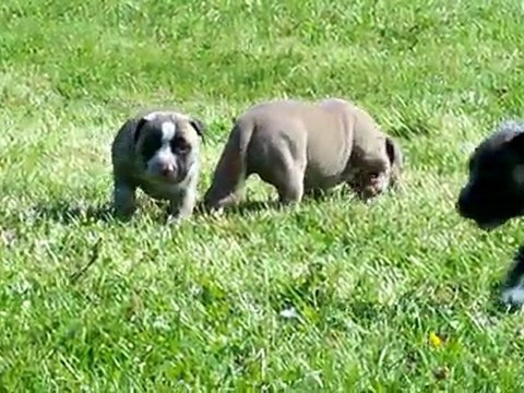 Sortie chiots 5 semaines