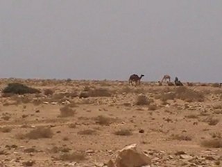 301-08. kamele westsahara