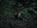Fouine curieuse  à la tombée du jour en forêt de Mormal Locquignol