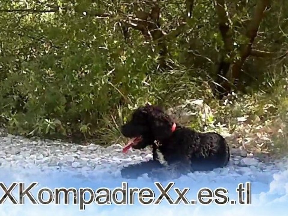 Cachorro de perro HD Puppy water Dog 3