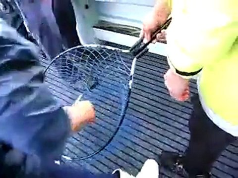 Jigging Fishing Charters in Sydney Video 1-by Sealord Fishing Charters Sydney