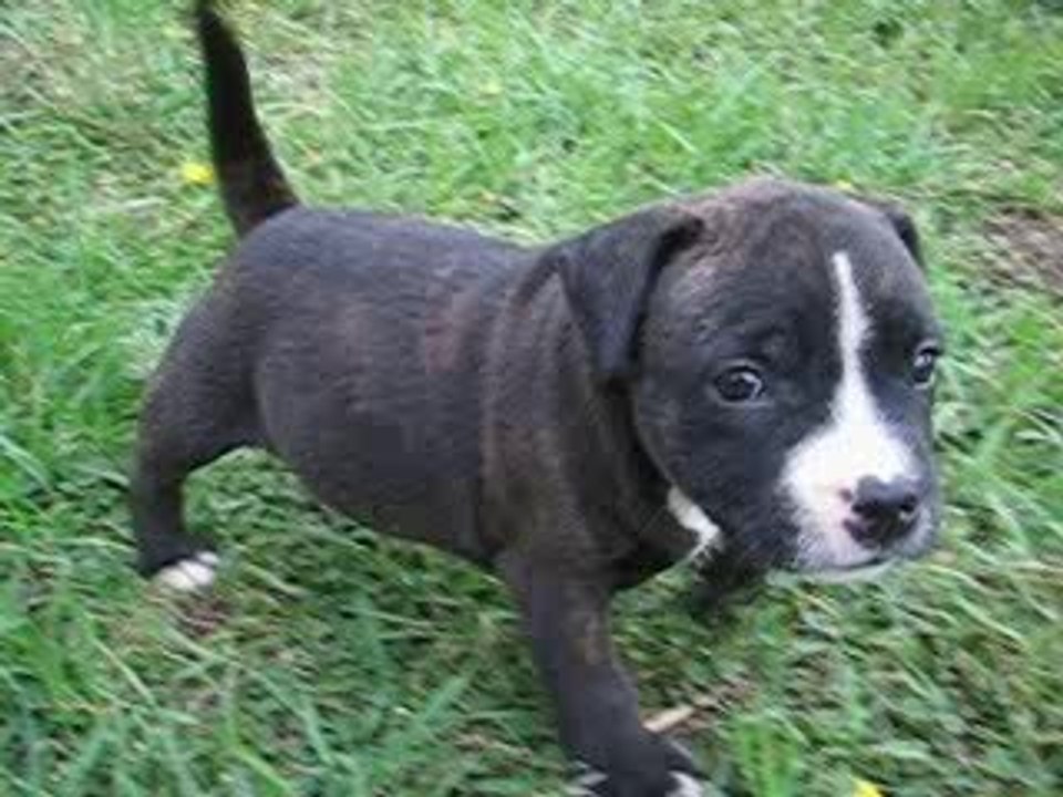 vidéo BALOO