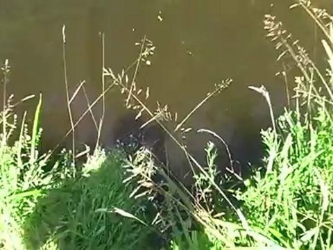 Peche à la truite / jUILLet 2011 toc sauterelle