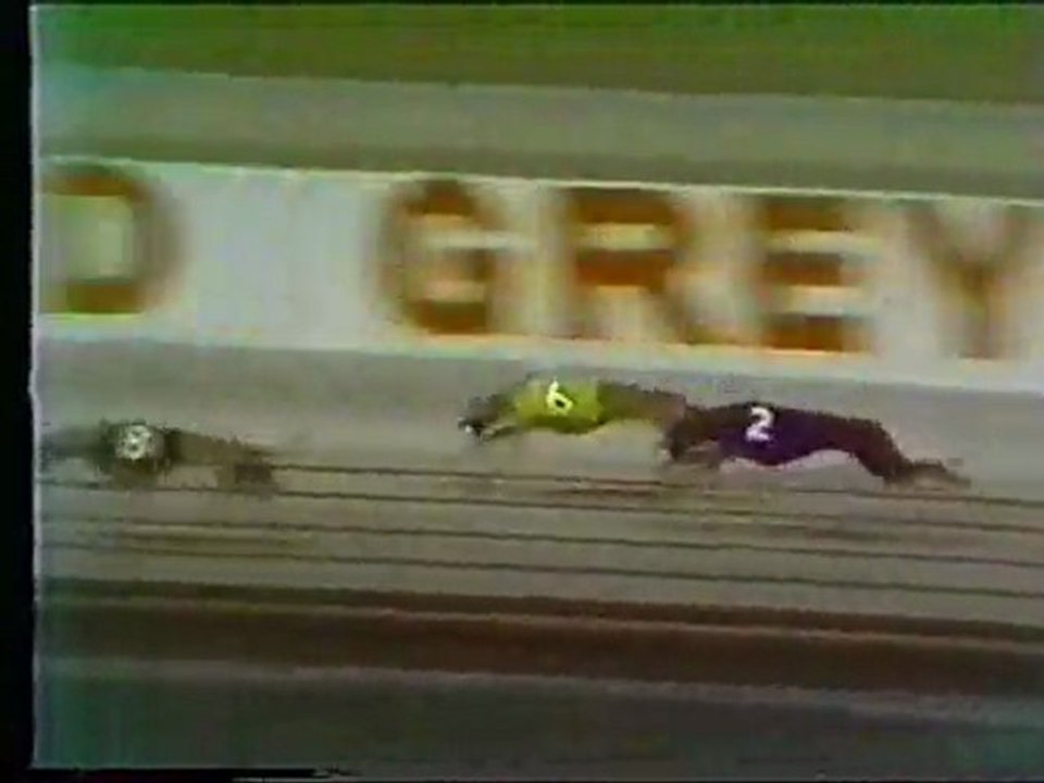 World Classic 1979: Hollywood Florida Greyhound Track