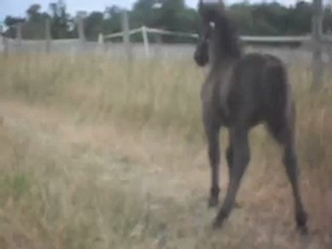 Pouliche Shetland X Mérens 1,5 mois; Balade 7) 08/07/2011. SDC11073