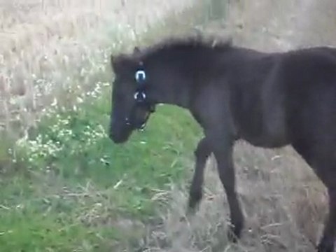 Pouliche Shetland X Mérens 1,5 mois; Balade 8) 08/07/2011. SDC11072