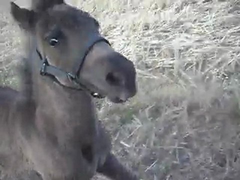Pouliche Shetland X Mérens 1,5 mois; Balade 9) 08/07/2011. SDC11045